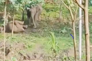 Elephants try to wake up an electrocuted calf at Kerala