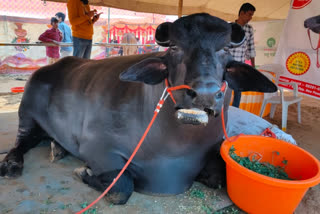 pushkar cattle fair