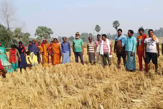 पटना ग्रामीण में पराली प्रबंधन नहीं होने से किसान परेशान,