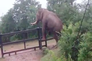elephant crossed the barricade at Bandipur National Park