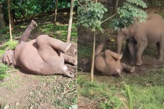 Touching visuals: Elephants try to wake up an electrocuted calf