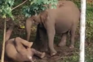 Touching visuals: Elephant to wake up a dead elephant calf