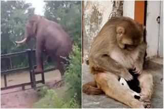 Elephant crossing the railway barrier