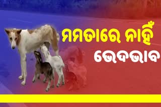 ଛେଳିଛୁଆକୁ କ୍ଷୀର ଦେଉଛି କୁକୁର