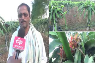 farmer who earns lakhs from dragon fruit  cultivation