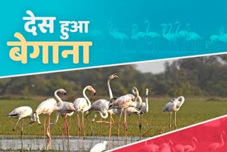 Keoladeo National Park