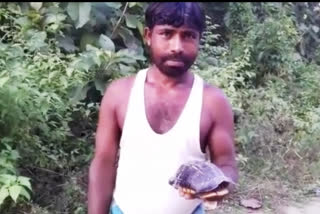 turtle rescue in Hojai