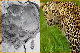 Leopard Foot Print