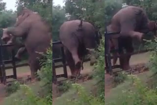 Viral video of mysore Elephant crossing raliway barrier, ரயில்வே தடுப்பை தாண்டும் யானையின் காணொலி