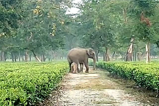 female elephant delivered cub on the road
