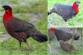 Himachal state bird Jajurana