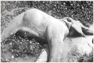 Wild elephant electrocuted in Hojai