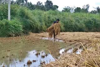 paddy-crop-loss