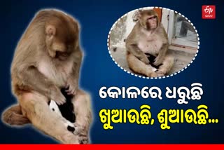 Monkey-Dog Relationship: ମା' ମାଙ୍କଡ଼ କୋଳରେ ଖେଳୁଛି କୁକୁର ଛୁଆ