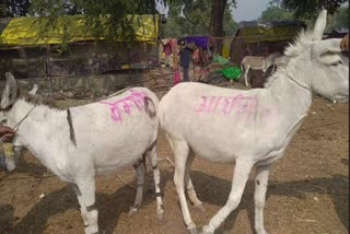 donkey kangana aryan sold at 34000 rupees in gadhon ka mela