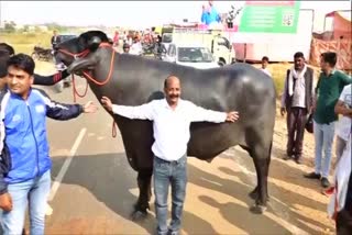cattle fair in Pushkar, buffalo worth 24 crore, Bhim is 24 crores,  Jawahar Lal Jangid, promotion of Murrah breed, ಪುಷ್ಕರ್​ದಲ್ಲಿ ಜಾನುವಾರು ಜಾತ್ರೆ, ಕೋಣದ ಬೆಲೆ 24 ಕೋಟಿ, ಭೀಮ್​ನ ಬೆಲೆ 24 ಕೋಟಿ, ಜವಾಹರ್ ಲಾಲ್ ಜಂಗಿದ್, ಮುರ್ರಾ ತಳಿಯ ಕೋಣದ ಪ್ರಚಾರ,