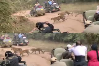 6 tigers arrived in front of tourists