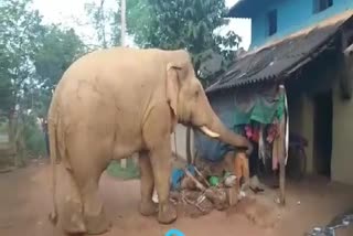 Elephant