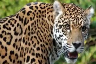 Leopard attack on a woman in nainital jeolikot