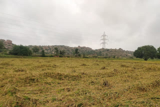 2225 hectares of paddy destroyed, 2225 hectares of paddy destroyed in Gangavati, Gangavati rain, Gangavati rain news,  2225 ಹೆಕ್ಟೇರ್ ಪ್ರದೇಶದಲ್ಲಿ ಭತ್ತ ನಾಶ, ಗಂಗಾವತಿಯಲ್ಲಿ 2225 ಹೆಕ್ಟೇರ್ ಪ್ರದೇಶದಲ್ಲಿ ಭತ್ತ ನಾಶ, ಗಂಗಾವತಿ ಮಳೆ, ಗಂಗಾವತಿ ಮಳೆ ಸುದ್ದಿ,