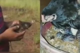 hen and peachicks heart touching story  hen and peachicks kannur  animal happy stories  animal birds stories  പോര് കോഴി അടയിരുന്ന് വിരിയിച്ച മയിലുകള്‍  കോഴി അടയിരുന്ന് വിരിഞ്ഞ മയിലുകള്‍  കണ്ണൂരിലെ കോഴി അടയിരുന്ന് വിരിഞ്ഞ മയിലുകള്‍  വനം വകുപ്പ്‌ തളിപ്പറമ്പ്‌