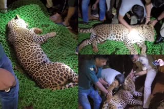 rescued leopard in Bantwal