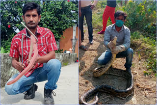 snake and python rescue