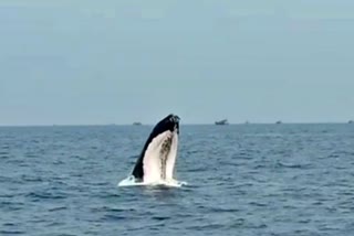 Huge whale appearing in Bhatkal Arabian Sea