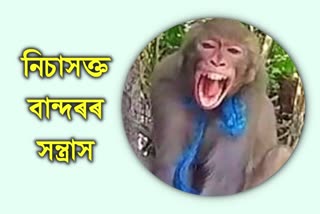 monkey-attack-on-a-child-in-barpeta