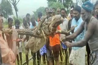 Villagers captured a crocodile