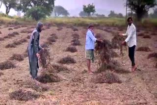Groundnut, chilli, onion crops collapse by rain in Gadag