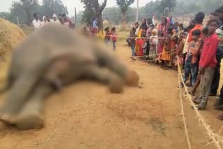 elephant-in-ranka-eastern-forest-range-garhwa-dies