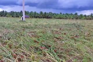 heavy-rain-damage-crops-in-chikkamagaluru