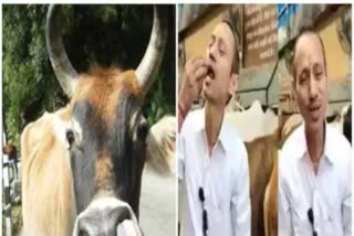 Haryana doctor eat cow dung