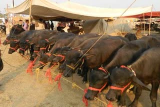 cattle fair bhiwani