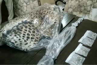 leopard skin and nails worth 70 lakh rupees found