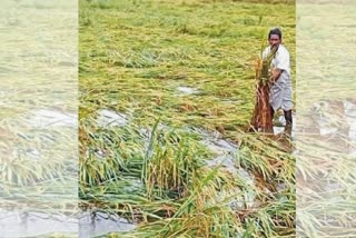 Crop washed away in Flood; Compensation status in Karnataka