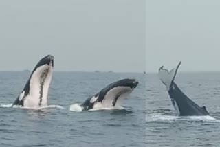 Viral video of Giant Whale seen near Bhatkal, HUGE WHALE IN SEA,  நடுக்கடலில் ஜம்முனு ஸ்விமிங் போட்ட திமிங்கலம்