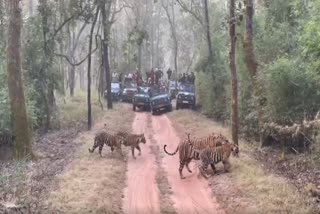 Bandhavgarh Tiger Reserve