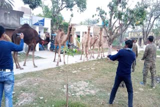 Camel Recover From Malda