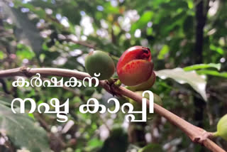 Coffee Farmers idukki  Natural calamity  coffee bean farming  heavy rain Kerala  കാപ്പി കര്‍ഷകര്‍  കാപ്പിക്കുരു വ്യാപാരം  കാപ്പിവില കുറയുന്നു  ഇടുക്കിയില്‍ കനത്ത മഴ  പ്രകൃതിക്ഷോഭം  ഇടുക്കി വാര്‍ത്ത