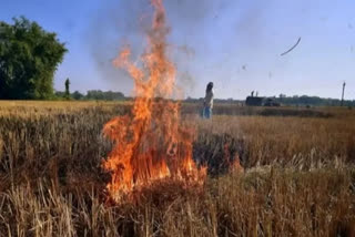 Stubble burning in Punjab not responsible for Delhi pollution says study