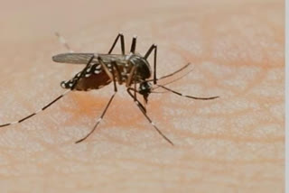 Six dengue cases detected in UP's Muzaffarnagar