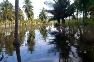 heavy water in agriculture lands of chickmagaluru