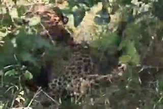 Leopard found injured on roadside