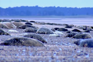 Record numbers of seal pups expected on UK's Blakeney reserve