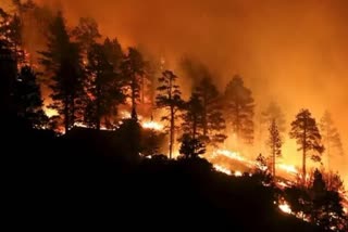 Many old trees destroyed in California wildfires