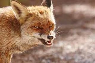 fox attack human