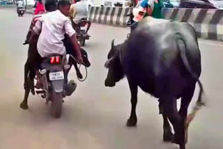 Mother Buffalos love towards her Baby  Mother Buffalos love towards her calf  Mother Buffalo  Buffalos love towards her Baby  Buffalo  chennai news  chennai latest news  சென்னை செய்திகள்  எருமை  தாய் எருமையின் பாசப்போராட்டம்  குட்டியை பிரிந்த தாய் எருமையின் பாசப்போராட்டம்