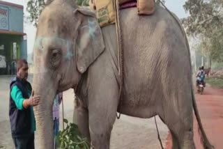 हाथी से भिड़ी तेज रफ्तार गाड़ी